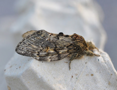 Great Prominent (Peridea anceps)