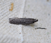 Neofaculta ericetella