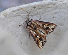 Tannet perikumfly (Actinotia polyodon)