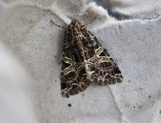 Fiolett nellikfly (Sideridis rivularis)