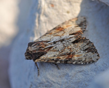 Kileengfly (Apamea crenata)
