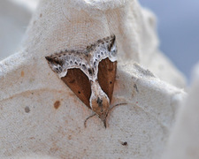 Blåbærnebbfly (Hypena crassalis)