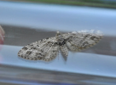 Strekdvergmåler (Eupithecia exiguata)