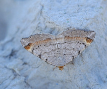 Tawny-barred Angle (Macaria liturata)