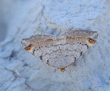 Furubuemåler (Macaria liturata)