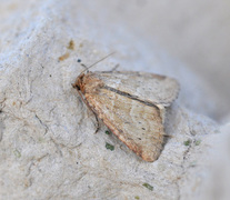 Small Dotted Buff (Photedes minima)