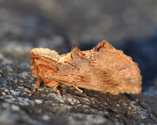 Coxcomb Prominent (Ptilodon capucina)