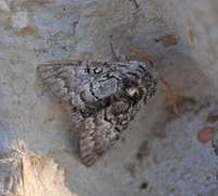 Nut-tree Tussock (Colocasia coryli)