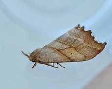 Scalloped Hook-tip (Falcaria lacertinaria)