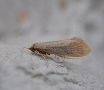 Large Long-horn (Nematopogon swammerdamella)