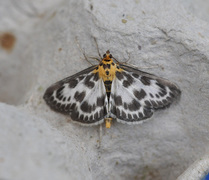 Small Magpie (Anania hortulata)