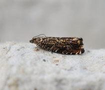 Barkvikler (Enarmonia formosana)