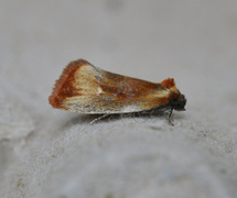Brassy Tortrix (Eulia ministrana)