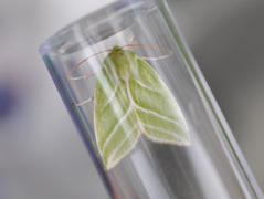 Rødfrynset båtfly (Pseudoips prasinana)