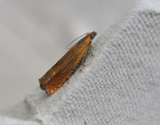 Red Piercer (Lathronympha strigana)