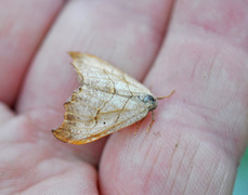 Scalloped Hook-tip (Falcaria lacertinaria)