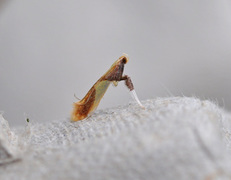 Caloptilia alchimiella