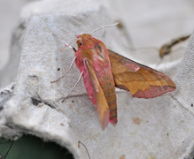 Liten snabelsvermer (Deilephila porcellus)