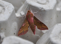 Small Elephant Hawk-moth (Deilephila porcellus)