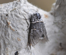 Sallow Kitten (Furcula furcula)
