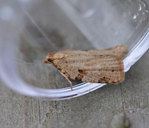 Sumpbladvikler (Clepsis spectrana)