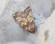 Frosted Orange (Gortyna flavago)