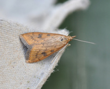 Rusty-dot Pearl (Udea ferrugalis)