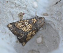 Frosted Orange (Gortyna flavago)