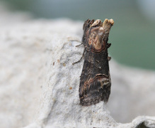 Brungult neslefly (Abrostola triplasia)
