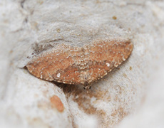 Vandrelinjemåler (Orthonama obstipata)