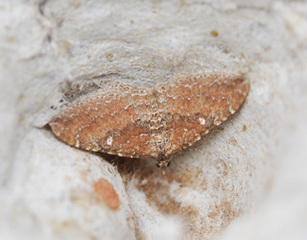 Vandrelinjemåler (Orthonama obstipata)
