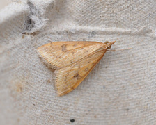 Rusty-dot Pearl (Udea ferrugalis)