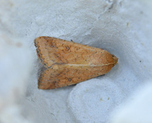 Pestfagerfly (Helicoverpa armigera)