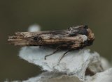 Ringkvistfly (Xylena exsoleta)