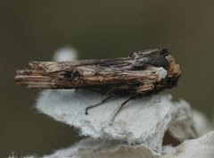 Ringkvistfly (Xylena exsoleta)