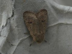 Lite seljefly (Orthosia cruda)