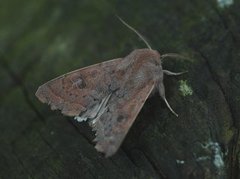 Punktseljefly (Orthosia gracilis)