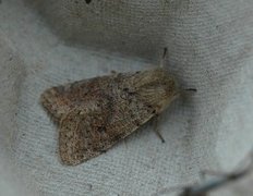 Small Quaker (Orthosia cruda)