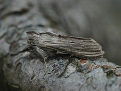 Vårhettefly (Cucullia chamomillae)