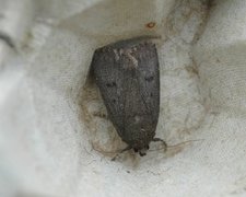 Mouse Moth (Amphipyra tragopoginis)