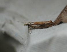 White-shouldered Smudge (Ypsolopha parenthesella)