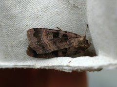 Square-spotted Clay (Xestia stigmatica)