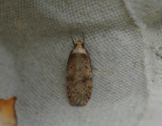Angelica Flat-body (Agonopterix angelicella)