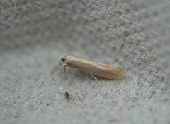 Argyresthia aurulentella