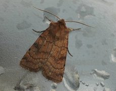 Six-striped Rustic (Xestia sexstrigata)