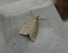 Pale Straw Pearl (Udea lutealis)