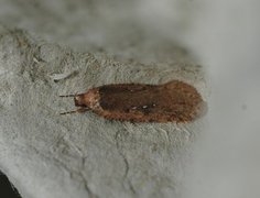 Large Carrot Flat-body (Agonopterix ciliella)
