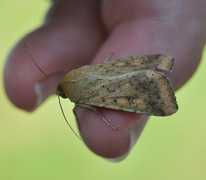 Pestfagerfly (Helicoverpa armigera)