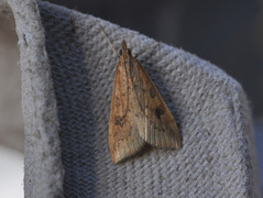 Rusty-dot Pearl (Udea ferrugalis)