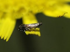 Glyphipterix simpliciella